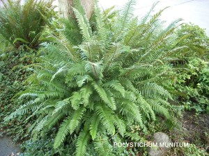 Polystichum munitum